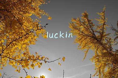 luckin