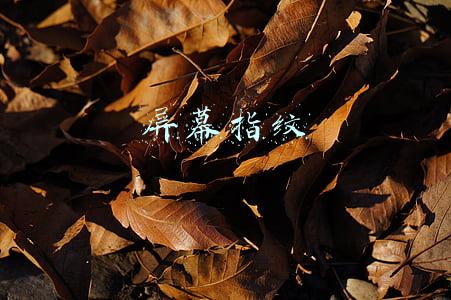 屏幕指纹