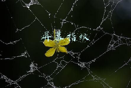 屏幕指纹