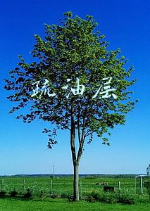 疏油层
