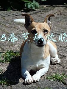 2018春节联欢晚会