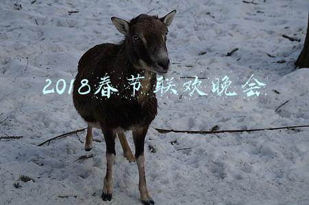 2018春节联欢晚会