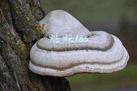 魅族16s