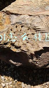 lol怎么转区要多久(lol怎么转区多久时间)
