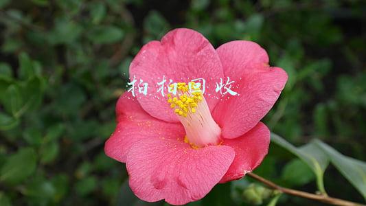 拍拍回收