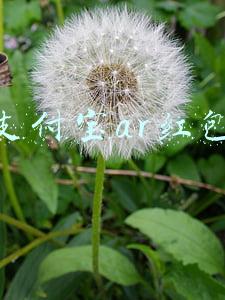 支付宝ar红包在哪里(年会新玩法，微信也能玩转支付宝AR红包？)