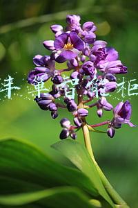 丰巢智能柜