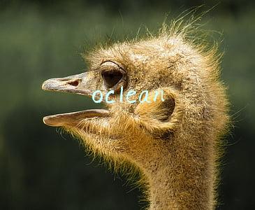 oclean