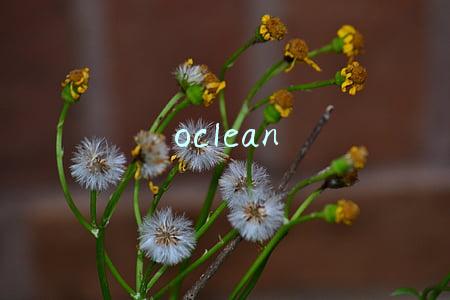oclean