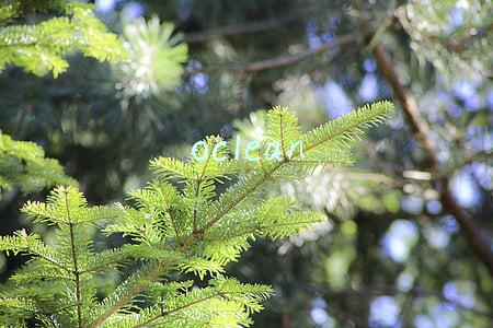 oclean