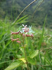后盖