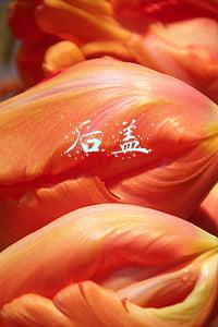 后盖