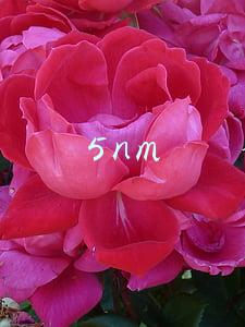 5nm