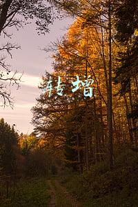 转增