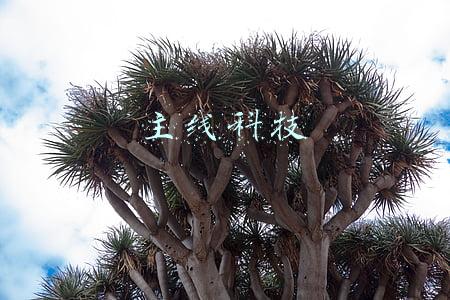 主线科技