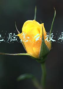 电脑怎么投屏