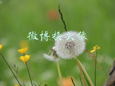 微博换头像