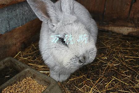 万德斯