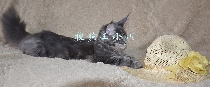 搜狗王小川