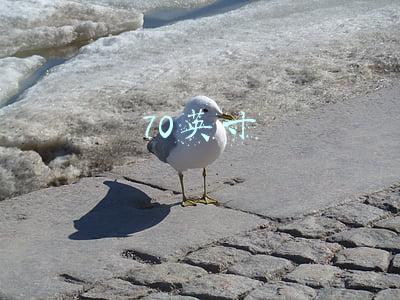 70英寸