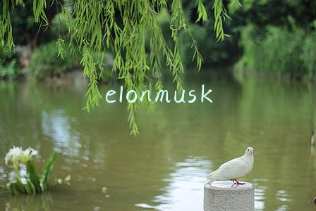 elonmusk