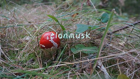 elonmusk