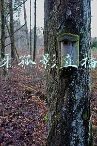 虎牙孤影直播间