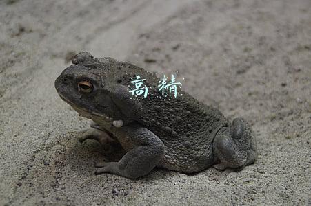 高精