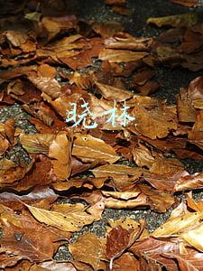 晓林