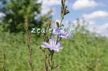 zealer官网