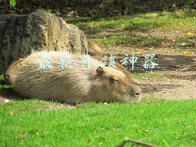 最新开锁神器