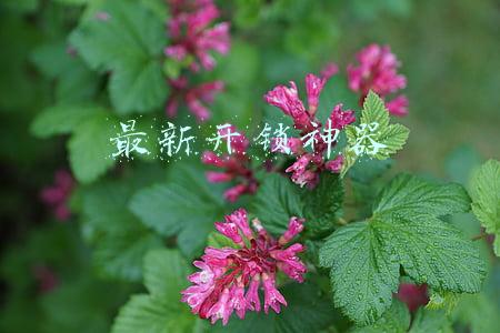 最新开锁神器