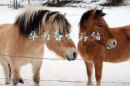 华为备咖存储
