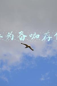 华为备咖存储