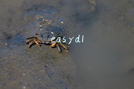 easydl