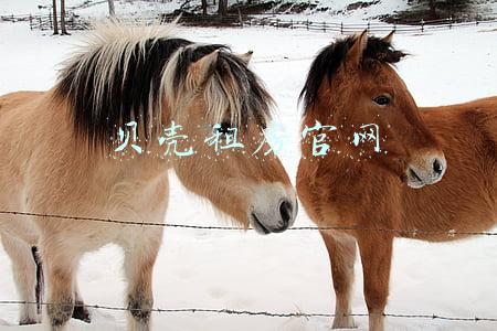 贝壳租房官网