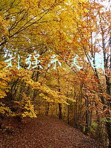 刘强东美国