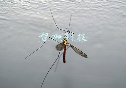 智加科技