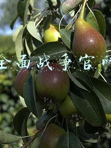 全面战争官网