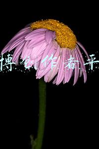 微博创作者平台
