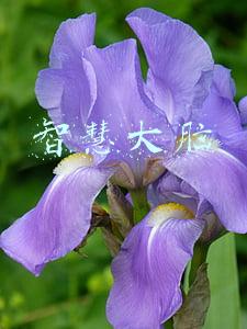 智慧大脑