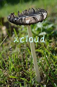 xcloud