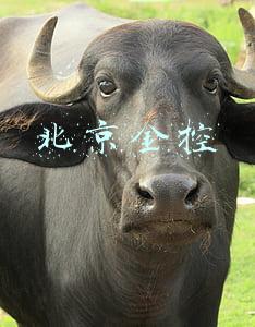 北京金控