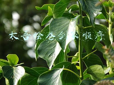 太吾绘卷剑冢顺序
