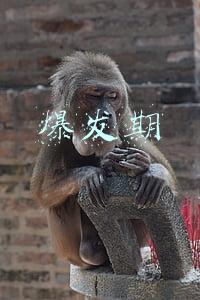 爆发期