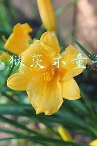 炼狱茨木童子