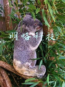 明略科技
