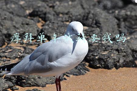 摩拜单车试骑要钱吗