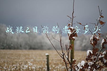 战狼2目前的票房多少