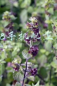 8848手机配置参考